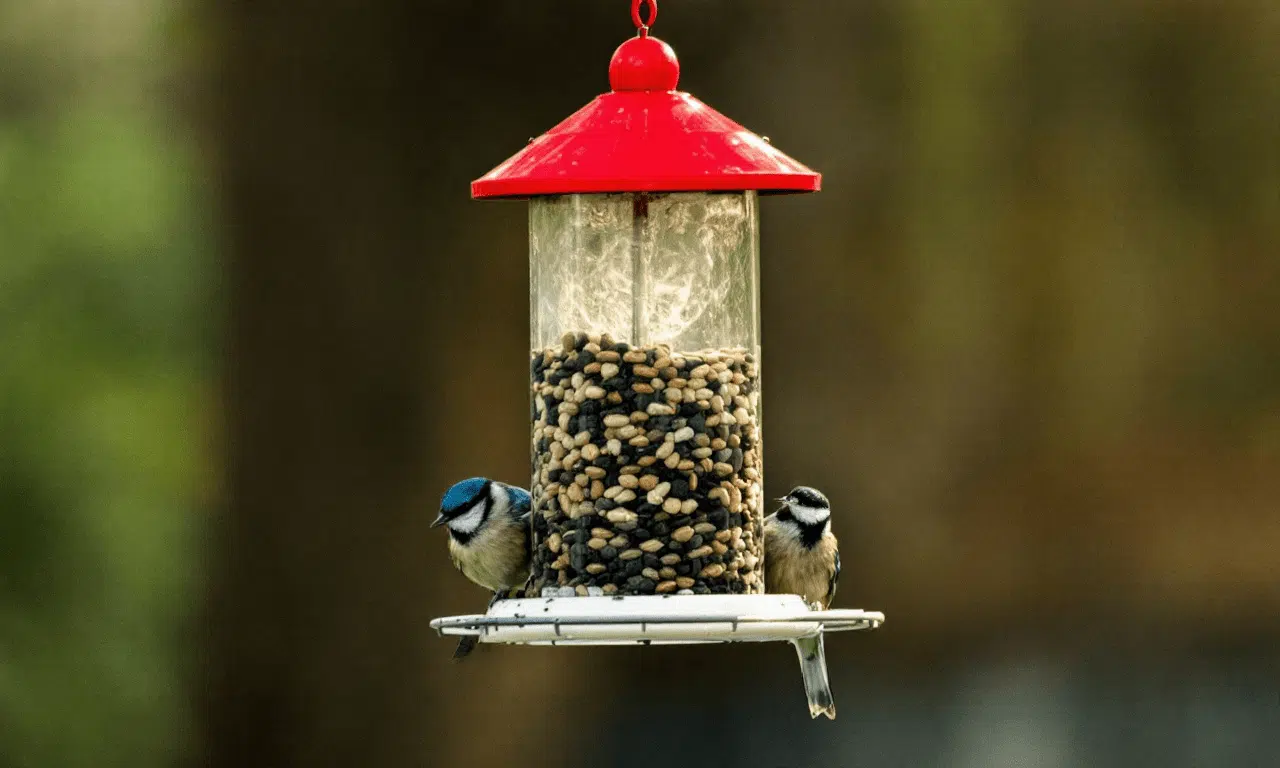 Keep your garden rat-free: the best bird feeder tips you need to know!
