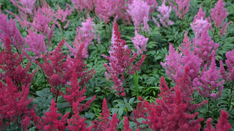 Stunning astilbes that are perfect for your shade garden this Spring