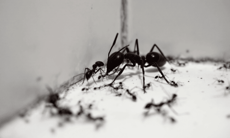 Discover the Bathroom item that will send ants packing from your home!