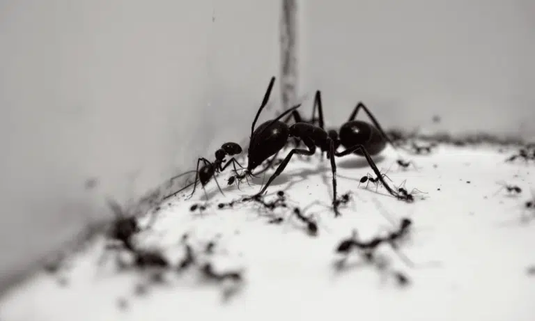 Discover the Bathroom item that will send ants packing from your home!