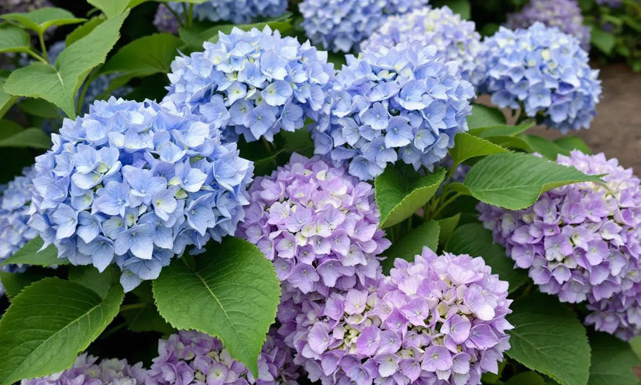Don’t let your hydrangeas sizzle: discover the secret to keeping them lush in the heat!